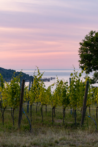 Filari di vigna in primo piano e, in fondo, un trabocco sul mare nel rosa del tramonto.