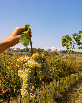 Una mano alza un grappolo d’uva bianca tra i filari, con il cielo azzurro e una villa in lontananza.