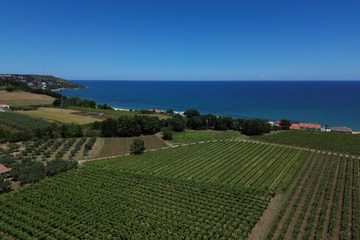 I filari di una vigna che scendono verso il mare blu, visti dall’alto.