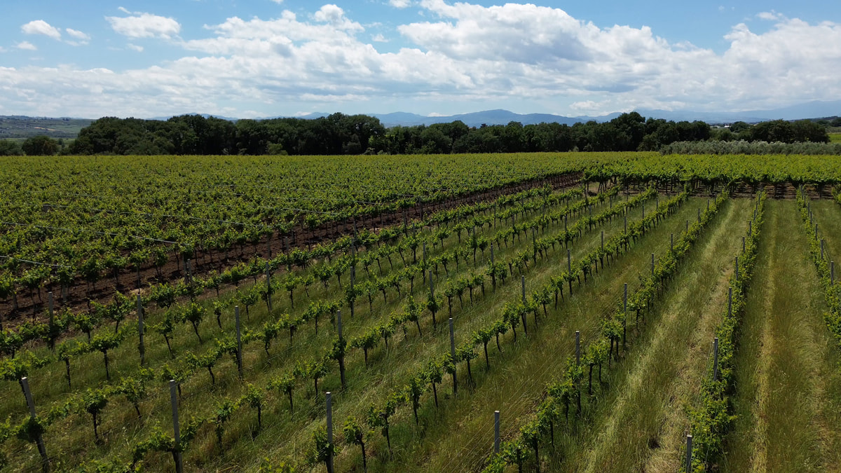 Filari di una vigna in fila verso le montagne, sotto un cielo di nuvole bianche.